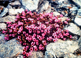 Purpur Stenbrk,  Saxifraga oppositifolia, Gohpascurro 1300 m. lokalitet for C. improba. 8/7 1985. Fotograf: Lars Andersen