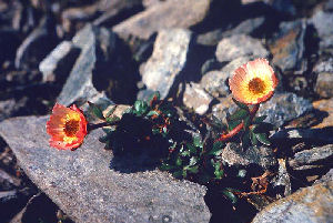 Isranunkel, Ranunculus glacialis, Gohpascurro 1300 m. /Bjrkliden 8 juli 1985. Fotograf: Lars Andersen