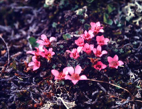 Purpur Stenbrk,  Saxifraga oppositifolia, Gohpascurro 1300 m. lokalitet for C. improba. 8/7 1985. Fotograf: Lars Andersen