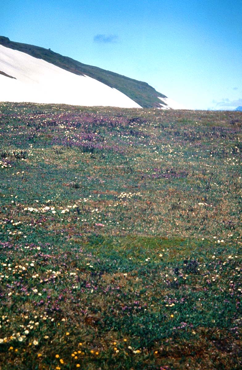 Her p bjerget Njull i 900 m.h. flyver Fjeldperlemorsommerfugl sammen med Arktisk hsommerfugl og Fjeldrandje. Abisko, Tornetrsk, Sverige. juli 1990. Fotograf: Lars Andersen