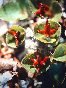 Dvrgpil, salix herbacea. Gohpascurro 1200 m. lokalitet for C. improba. 8/7 1985. Fotograf: Lars Andersen