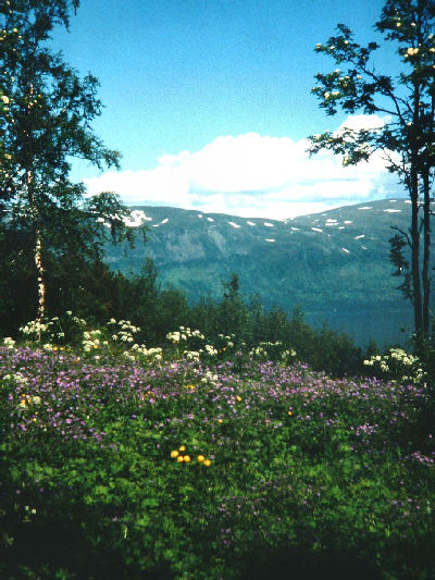 Lokalitet for Bkperlemorsommerfugl, Bjrkliden, Tornetrsk, Sverige. d. 13 juli 1985. Fotograf: Lars Andersen