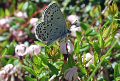 Bølleblåfugl, Plebejus optilete på Tranebær, Vaccinium oxycoccos. Lyngby Åmose d. 13 juni 2004. Fotograf: Lars Andersen