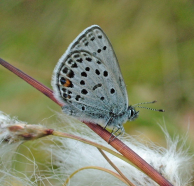 Bølleblåfugl, Plebejus optilete han på Kæruld. Bøllemosen d. 16 juni 2004. Fotograf: Lars Andersen