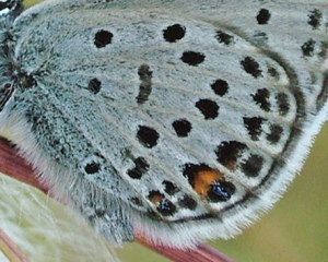 Bølleblåfugl, Plebejus optilete han på Kæruld. Bøllemosen d. 16 juni 2004. Fotograf: Lars Andersen