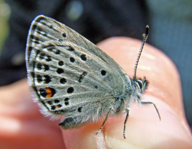 Bølleblåfugl, Plebejus optilete hun på fingeren. Bøllemosen d. 16 juni 2004. Fotograf: Lars Andersen