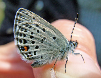 Blleblfugl, Plebejus optilete hun p fingeren. Bllemosen d. 16 juni 2004. Fotograf: Lars Andersen