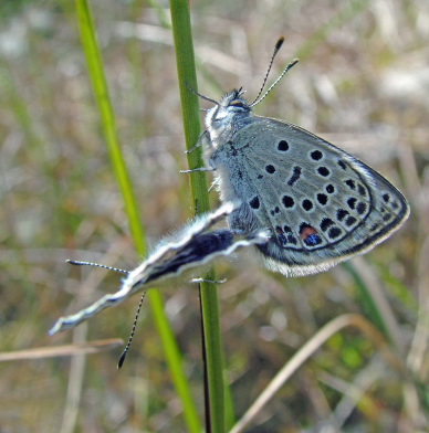 Bølleblåfugl, Plebejus optilete parring. Bøllemosen d. 16 juni 2004. Fotograf: Lars Andersen