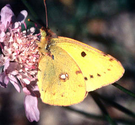 Gul hsommerfugl, Colias hyale, Bedoin, Provence, Frankrig okt 1998. Fotograf: Lars Andersen