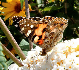 Tidselsommerfugl Vanessa cardui, Vennelyst, august- 2003. Fotograf: Lars Andersen