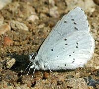 Skovblfugl, Celastrina argiolus. H/F Vennelyst d. 9 maj 2004