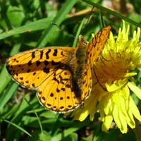 Rdlig Perlemorsommerfugl, Clossiana euphrosyne. Store Skov, Lolland. 31 maj 2004 