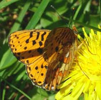 Rdlig Perlemorsommerfugl, Clossiana euphrosyne. Store Skov, Lolland. 31 maj 2004 