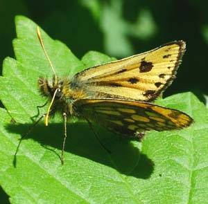 Sortplettet bredpande, Carterocephalus silvicola. Store Skov, Lolland. 31 maj 2004 