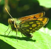 Sortplettet bredpande, Carterocephalus silvicola. Store Skov, Lolland. 31 maj 2004 