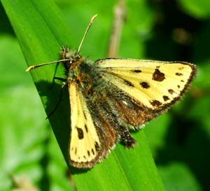 Sortplettet bredpande, Carterocephalus silvicola. Store Skov, Lolland. 31 maj 2004 