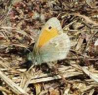 Okkergul randje, Coenonympha pamphilus. Gedesby, Falster. 31 maj 2004 