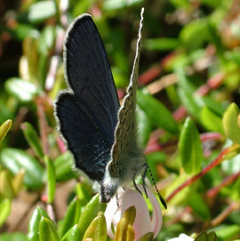 Mosebølle Blåfugl, Vacciniina optilete på Tranebær, Vaccinium oxycoccos. Lyngby Åmose d. 13 juni 2004. Fotograf: Lars Andersen