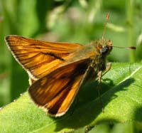 Stor Bredpande, Ochlodes venatus. Smørmosen d. 13 juni 2004. Fotograf: Lars Andersen