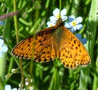 Engperlemorsommerfugl, Brenthis ino p Eng-Forglemmigej, Myosotis scorpioides.  Hestetang Mose, Farum d. 13 juni 2004. Fotograf: Lars Andersen