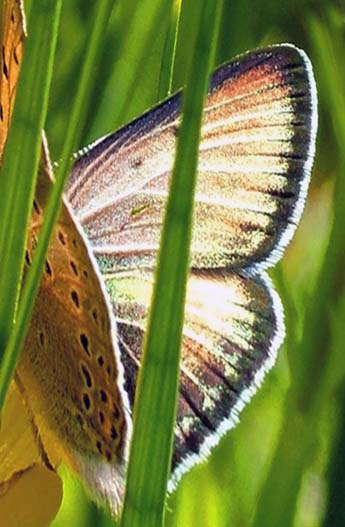 Violetrandet ildfugl. Lycaena hippotho lys aberration! Allerød d. 13 juni 2004. Fotograf: Lars Andersen