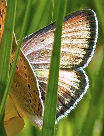 Violetrandet ildfugl. Lycaena hippotho lys aberration!  Allerd d. 13 juni 2004. Fotograf: Lars Andersen