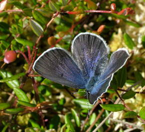 Bølleblåfugl, Vacciniina optilete hun på Tranebær, Vaccinium oxycoccos. Bøllemosen d. 16 juni 2004. Fotograf: Lars Andersen