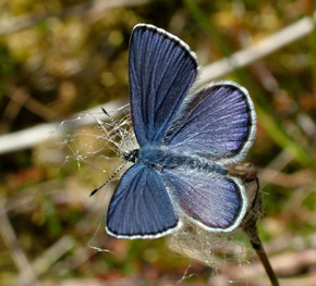 Mosebølle Blåfugl, Vacciniina optilete han på Kæruld. Bøllemosen d. 16 juni 2004. Fotograf: Lars Andersen