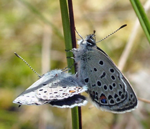 Bølleblåfugl, Plebejus optilete parring. Bøllemosen d. 16 juni 2004. Fotograf: Lars Andersen