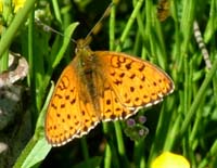 Engperlemorsommerfugl, Brenthis ino.  Hestetang Mose, Farum d. 16 juni 2004. Fotograf: Lars Andersen