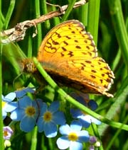 Engperlemorsommerfugl, Brenthis ino p Eng-Forglemmigej, Myosotis scorpioides.  Hestetang Mose, Farum d. 16 juni 2004. Fotograf: Lars Andersen