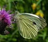 Stor Kålsommerfugl, Pieris brassicae. Langemosen, Teglstrup Hegn d. 20 juni 2004. Fotograf: Lars Andersen