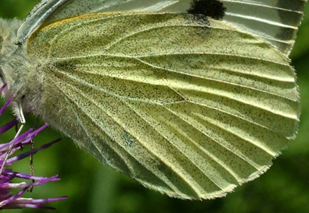 Stor Klsommerfugl, Pieris brassicae. Langemosen, Teglstrup Hegn d. 20 juni 2004. Fotograf: Lars Andersen