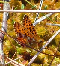 Moseperlemorsommerfugl, Boloria aquilonaris. Skidendam, Teglstrup Hegn d. 20 juni 2004