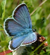 Argus blfugl, Plebejus argus han. Melby Overdrev d. 22 juni 2004