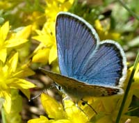 Foranderlig blåfugl, Plebejus idas han. Melby Overdrev d. 22 juni 2004