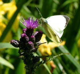 Stor Kålsommerfugl, Pieris brassicae. Langemosen, Teglstrup Hegn d. 20 juni 2004. Fotograf: Lars Andersen