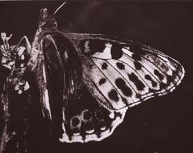 Storplettet perlemorsommerfugl, Issoria lathonia, denne melanistisk aberration er et meget sjldent syn. Melby Overdrev, d. 28 july 1982 Fotograf: Lars Andersen