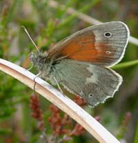 Moserandje, Coenonympha tullia. Holmegrds mose d. 28 juni 2004. Fotograf: Lars Andersen