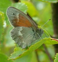 Moserandje, Coenonympha tullia. Holmegrds mose d. 28 juni 2004. Fotograf: Lars Andersen