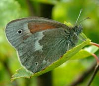 Moserandje, Coenonympha tullia. Holmegrds mose d. 28 juni 2004. Fotograf: Lars Andersen