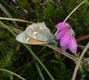 Moserandje, Coenonympha tullia her p Klokkelyng, Erica tetralix. Holmegrds mose d. 28 juni 2004. Fotograf: Lars Andersen