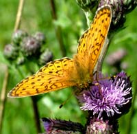 Engperlemorsommerfugl, Brenthis ino p Ager-Tidsel, Cirsium arvense.  Hestetang Mose, Farum d. 7 juli 2004. Fotograf: Lars Andersen