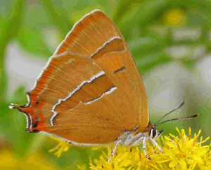 Gulhale, Thecla betulae, hun. Græse bakkeby, d. 18 august Fotograf: Henrik Mathiassen