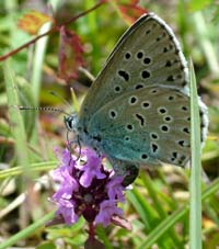 Sortplettet blfugl Maculinea arion lgger g p timian.18/7 2004. Hvbleget, Mn