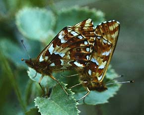 Moseperlemorsommerfugl, Boloria aquilonaris. Skidendam, Teglstrup Hegn juni 1983. Fotograf: Lars Andersen