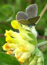 Dvrgblfugl, Cupido minimus. Hvbleget, Mn d.18/7 2004. Fotograf: Lars Andersen 