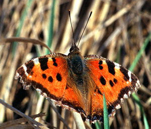 stlig Takvinge, Nymphalis xanthomelas. Kbenhavn d. 15 april 2004. Fotograf: Troells Melgaard