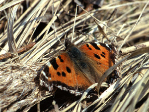 Østlig Takvinge, Nymphalis xanthomelas. København d. 15 april 2004. Fotograf: Troells Melgaard