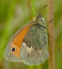 Okkergul randje, Coenonympha pamphilus. Vestamager. d. 22 juli 2004